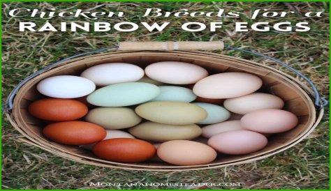 Can chickens lay spicy eggs?